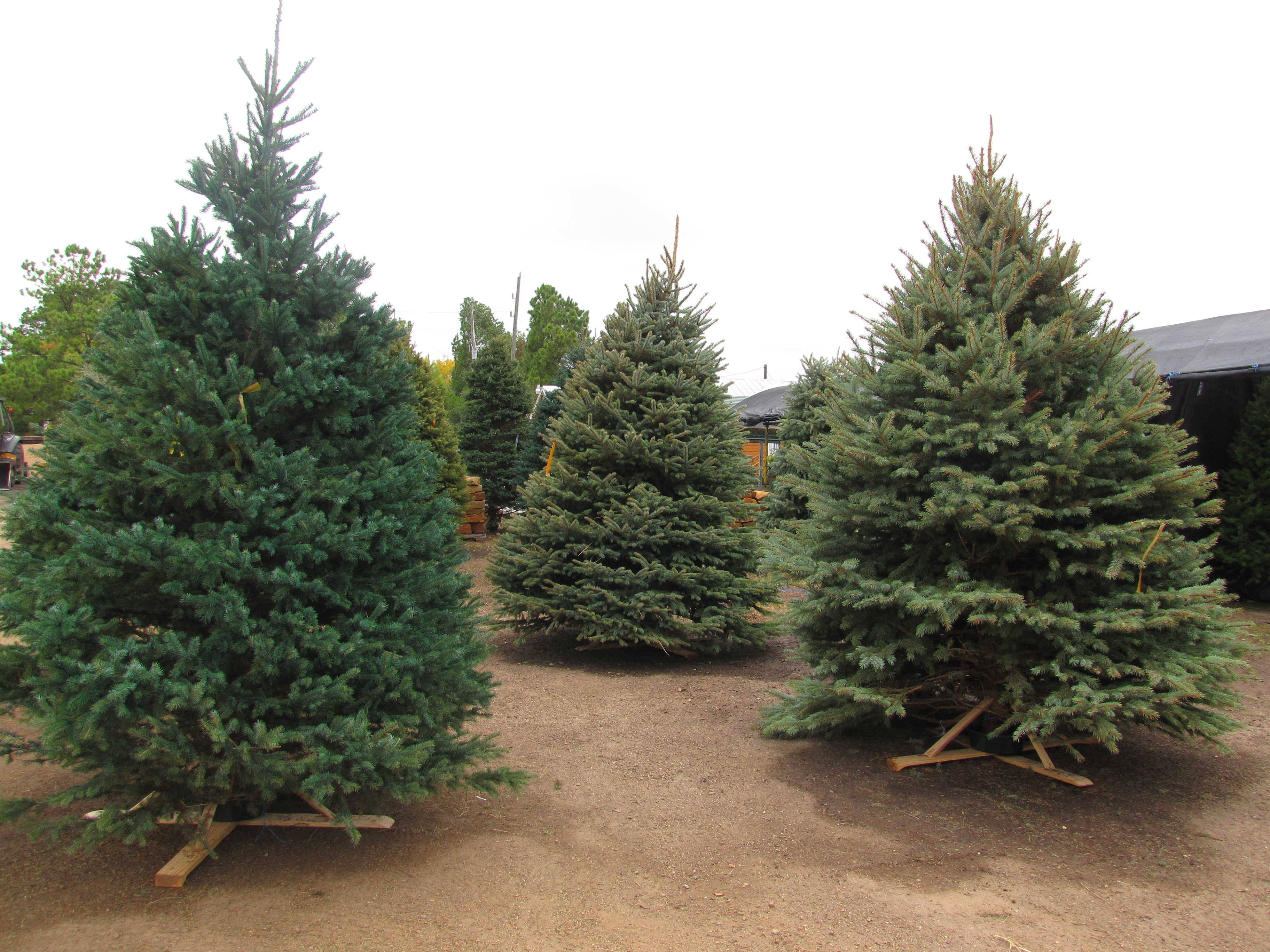 Seasonal Products including Christmas Trees and Fireworks at Madison Gardens Nursery, Spring, TX.