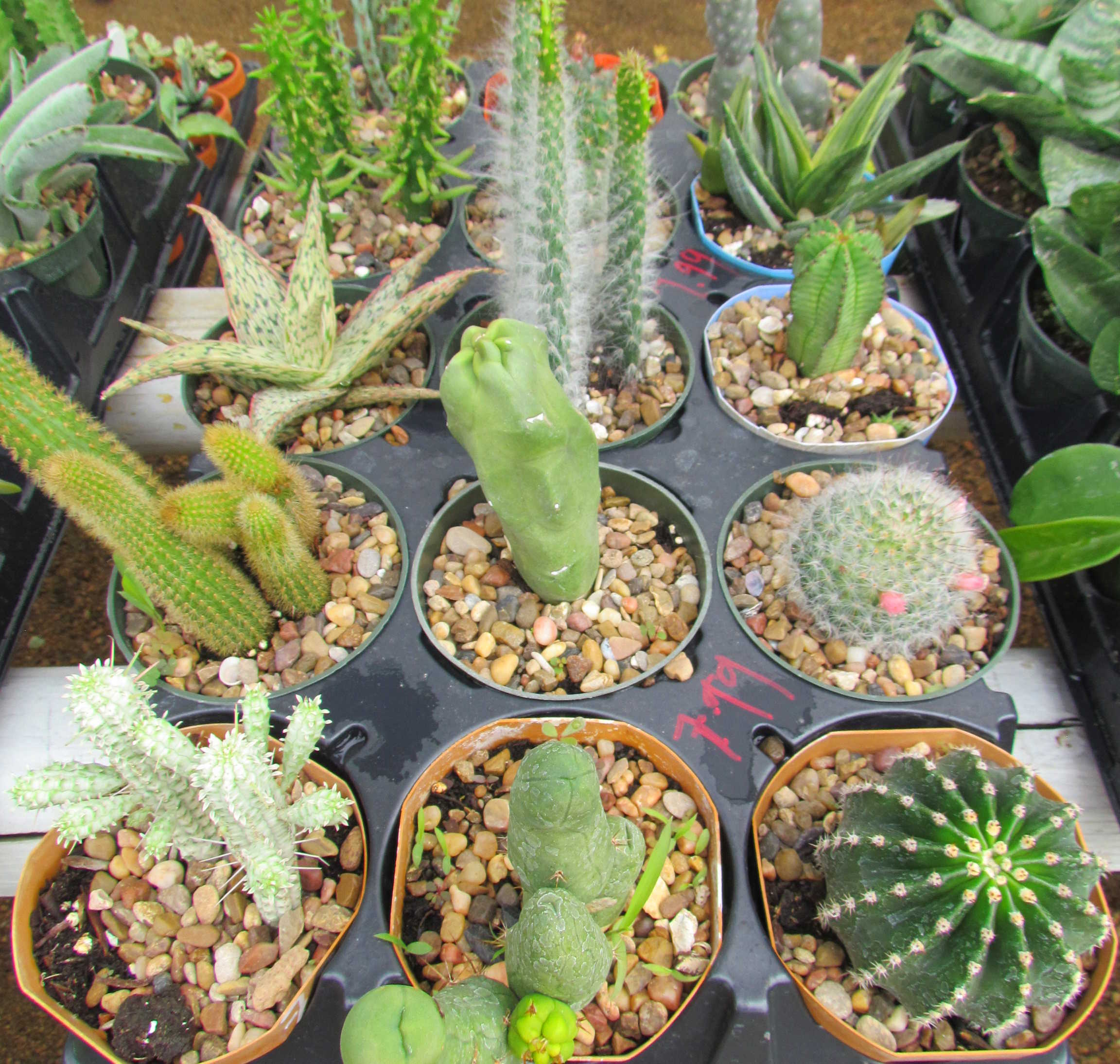 Cactus at Madison Gardens Nursery, Spring, TX