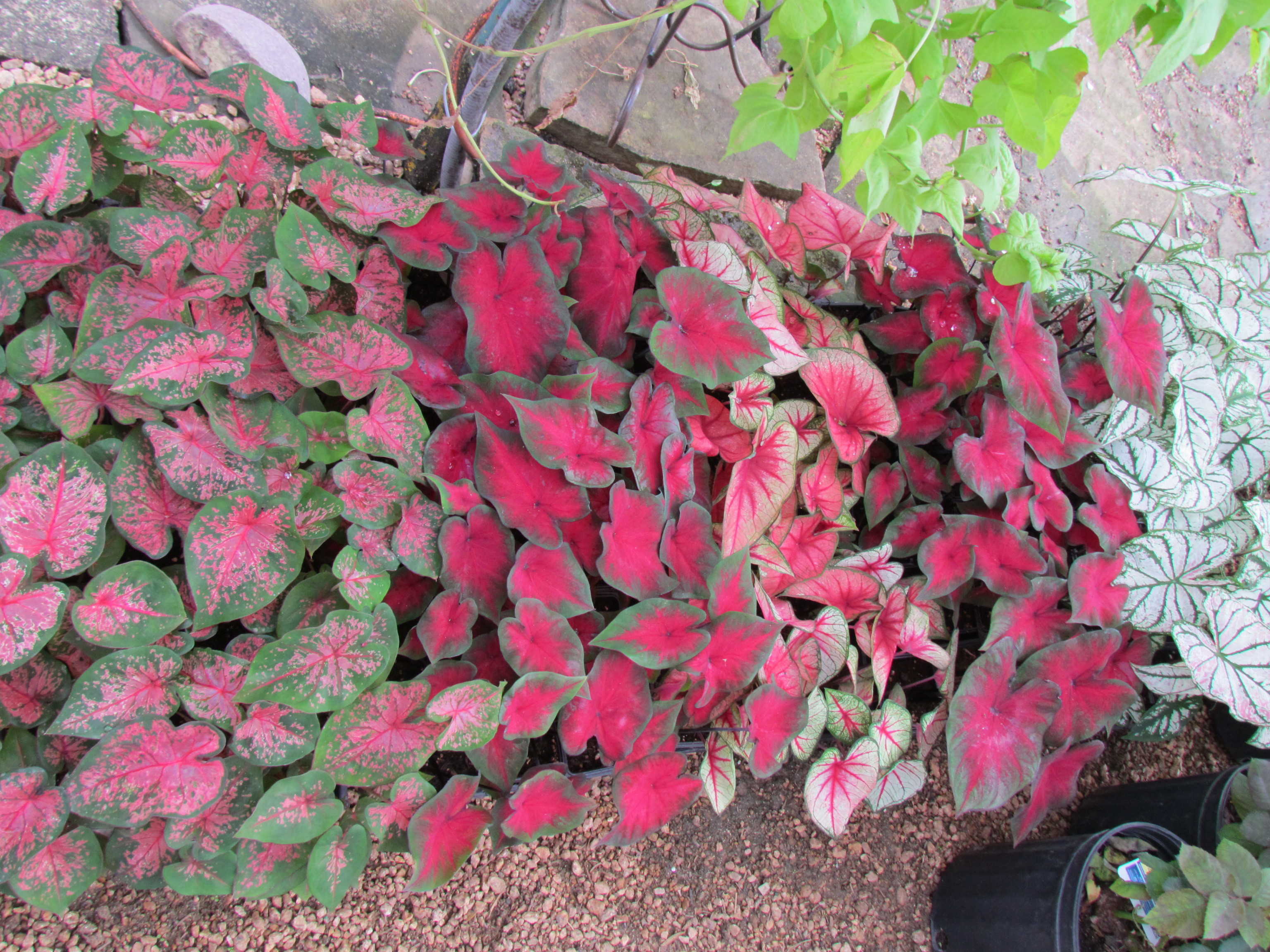 Groundcover like Caladiums and more available Madison Gardens Nursery, Spring, TX