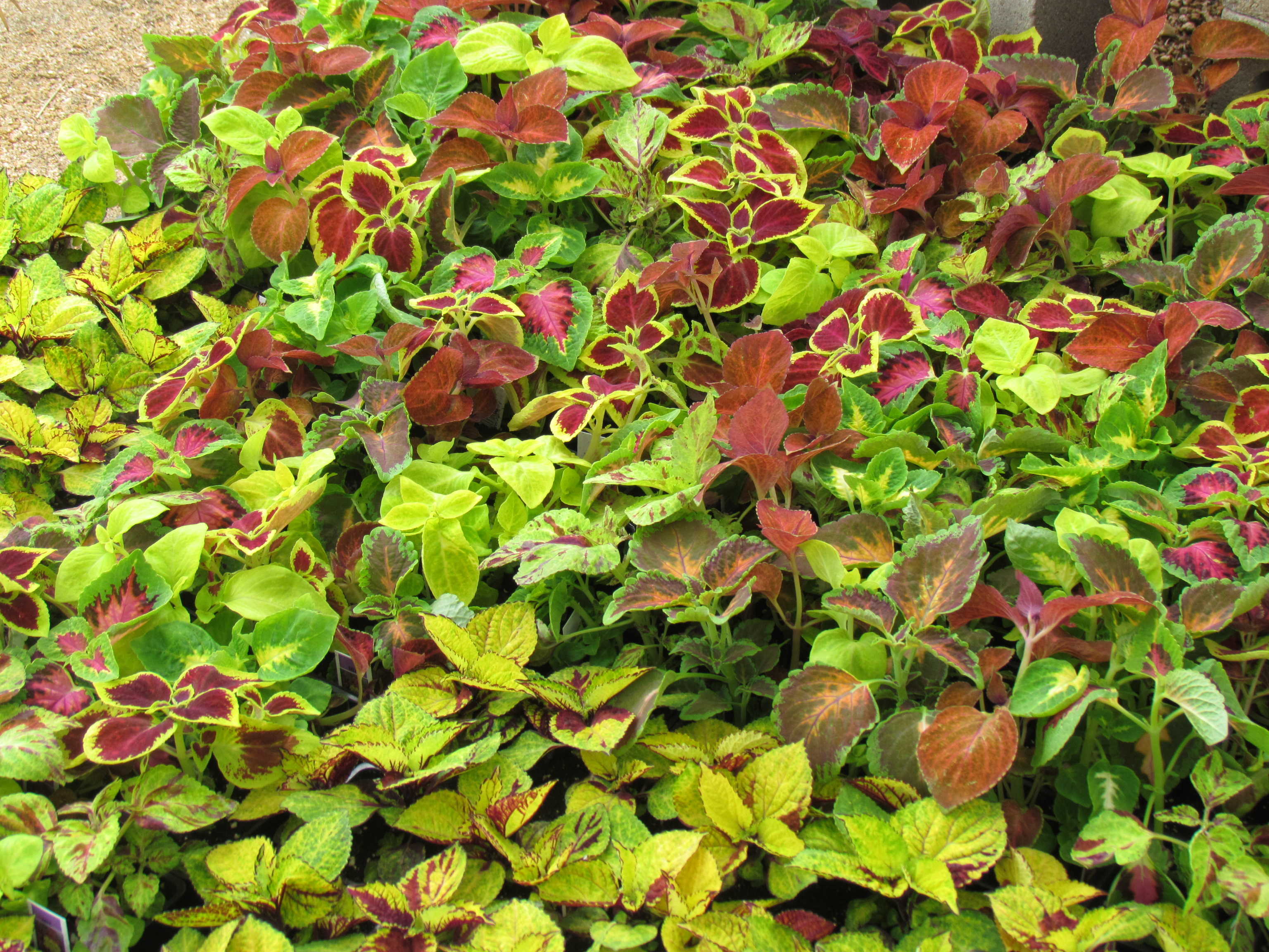 Large variety of ground cover such as this Coleus and more at Madison Gardens Nursery, Spring, TX