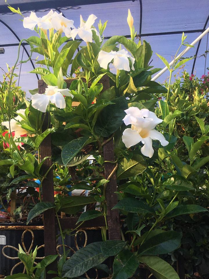 Bougainvillea and mandevilla vining plant and more at Madison Gardens Nursery, Spring, TX