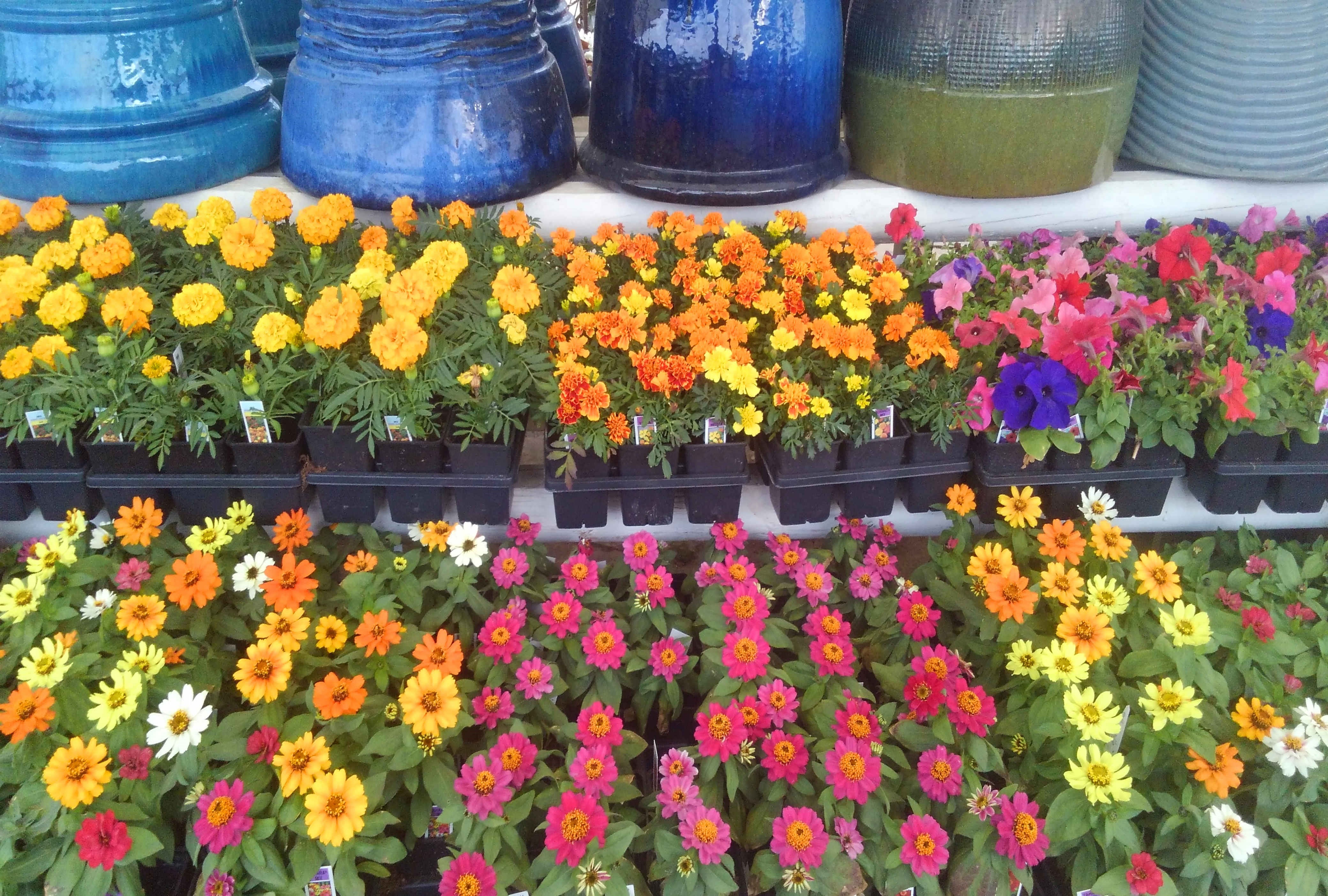 Marigolds and petunias