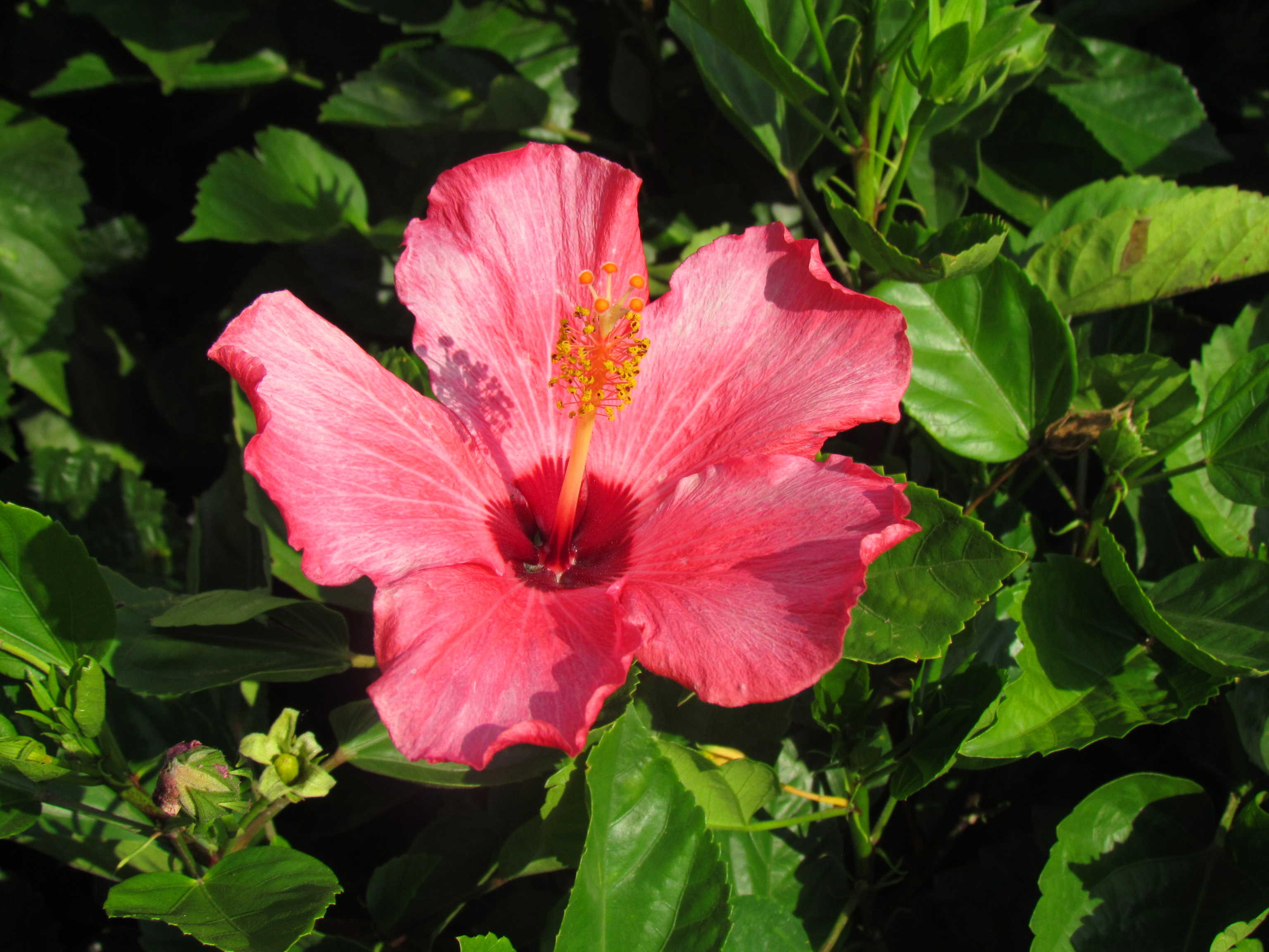 Pink hibiscus and other tropical shrubs at Madison Gardens Nursery, Spring, TX.