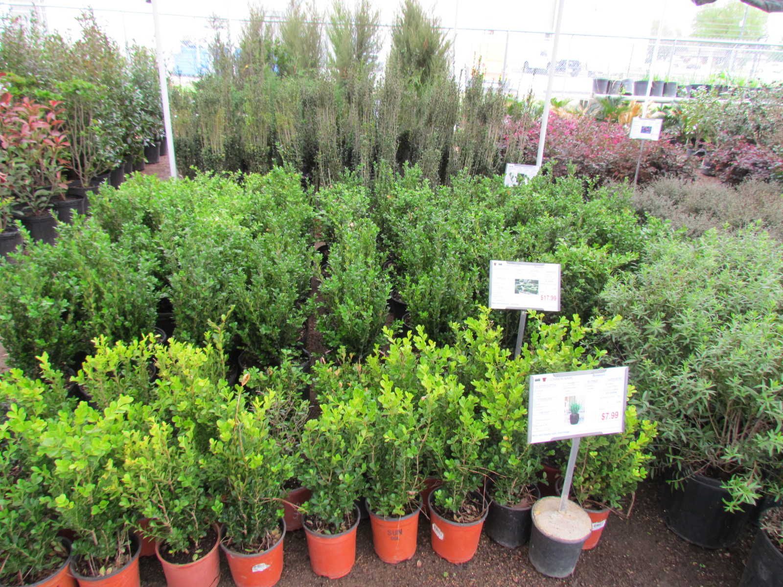Large variety of shrubs including Encore Azaleas, Boxwoods, Yaupons, Crotons, Drift Roses and more at Madison Gardens Nursery, Spring, TX